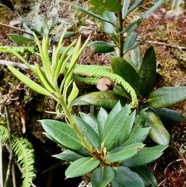 Agarista buxifolia.petit bois de rempart.ericaceae.endémique Madagascar Mascareignes..jpeg